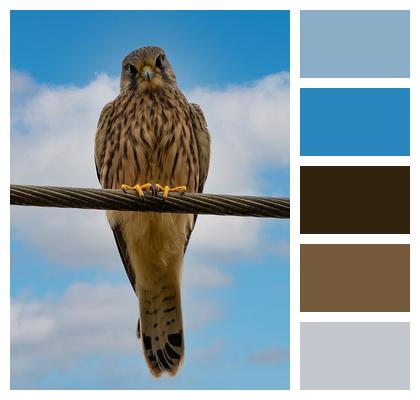 Kestrel Wild Bird Falcon Image